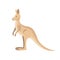 Kangaroo australian marsupial animal