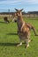 Kangaroo in the Australian outback