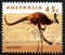 Kangaroo Australian Postage Stamp