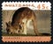 Kangaroo Australian Postage Stamp