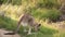 Kangaroo - Australian Wildlife