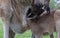 Kangaroo Baby is drinking out of the mothers pouch - closeup, queensland, australia