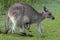 Kangaroo with Baby Joey in Pouch