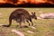 Kangaroo with baby in kangaroo island Australia during bush fire