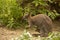 Kangaroo with baby in the zoo. Kangaroo is in captivity. Animals locked up