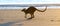 Kangaroo on Beach