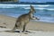 Kangaroo on beach