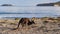 Kangaroo on beach