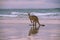 Kangaroo on the beach