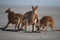 kangaroo on beach at sunrise, mackay, north queensland, australia