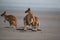 kangaroo on beach at sunrise, mackay, north queensland, australia