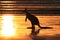 kangaroo on beach at sunrise, mackay, north queensland, australia