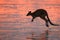 kangaroo on beach at sunrise, mackay, north queensland, australia