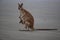 kangaroo on beach at sunrise, mackay, north queensland, australia