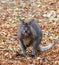 Kangaroo Bennett\'s (Dendrolagus bennettianus) is siting on autumn leaves