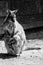 Kangaroo black and white animals portraits