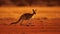 Kangaroo Bounding Across the Australian Outback