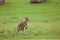 Kangaroo on a camp site in Australia