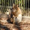 Kangaroo in captivity at New South Wales, Australia.