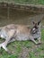 Kangaroo chillin.