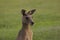 Kangaroo close up against the green field background