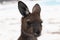 Kangaroo close up portrait at Lucky Bay