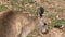 Kangaroo close up scratching itself