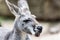Kangaroo Close Up With Tongue Out