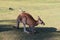 Kangaroo closeup with birds behind it