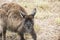 Kangaroo, closeup of kangaroo in the wild, Australia