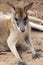Kangaroo Closeup Portrait