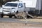 Kangaroo crossing road