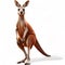 Kangaroo Desert Jumper Australia isolated on white background