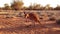 Kangaroo in desert Red Center of Australia