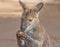 Kangaroo eating fruit