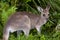 Kangaroo Eating Grass.