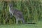 Kangaroo Eating Grass