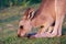 Kangaroo eating on a grass field, close up portrait, open eyes, ears behind its head. Seen at