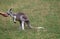 Kangaroo eating from human hand
