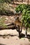 Kangaroo eating in a tree
