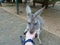 a kangaroo eats a fruit from the hand