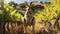 Kangaroo Encounters in the Lush Vineyard. Generative AI
