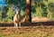 Kangaroo enjoying morning sun
