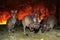 Kangaroo escaping from Australia bush fire