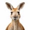 Kangaroo Face In Isolation: Stunning Uhd Stock Photo