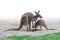 Kangaroo family