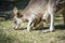 Kangaroo Family Australia