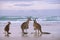Kangaroo family on the beach