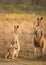 A kangaroo family with Boomer Dad and Doe Mum on full alert