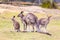 Kangaroo family on grassland